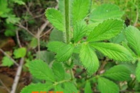 掌握艾草的功效与作用：食用方法及禁忌要点全掌握