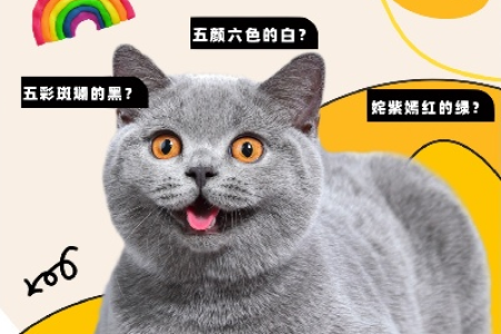 猫咪到底能不能分辨颜色？色盲还是色弱？
