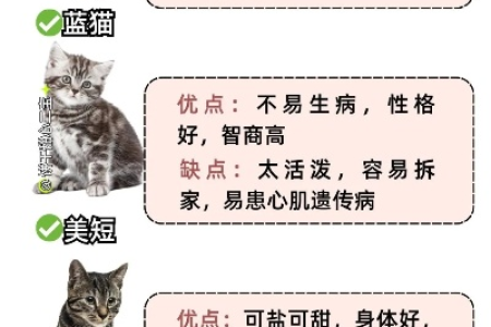 买什么猫比较好？6种适合新手饲养的猫咪品种推荐