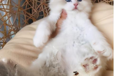 想买布偶猫？教你快速看懂品相，避免买到劣质猫！