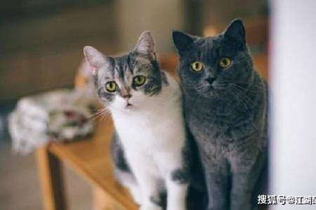 想养银渐层？公猫和母猫的性格差异及饲养技巧