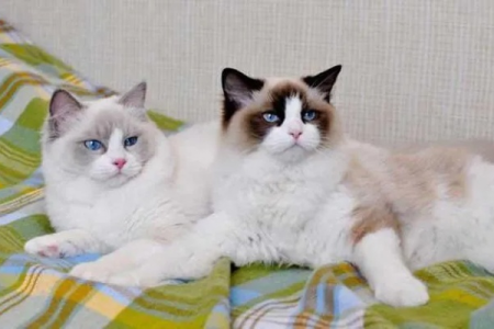 布偶猫家养公猫母猫哪个好？新手养猫指南帮你选