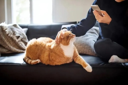为什么越来越多的人喜欢养猫？养猫的乐趣和好处都在这里！