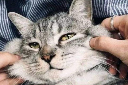 家里养猫安全吗？养猫可能带来的疾病和过敏问题
