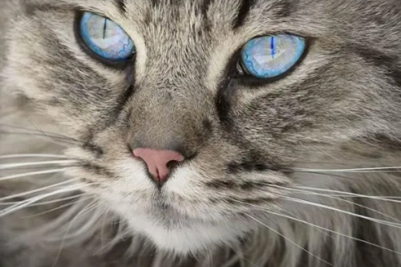 猫眼一天三变：早上像什么？中午像什么？晚上呢？