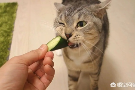 猫咪怕黄瓜的真相：本能反应还是其他原因？