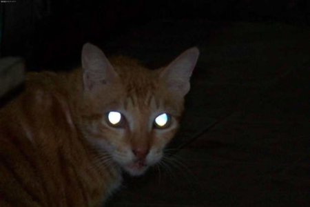猫咪晚上眼睛发光的原因是什么？科学解释来了！