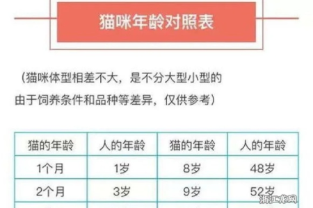 3个月的猫和人几岁一样大？猫咪生长发育知识