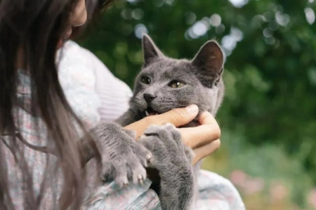 自来猫不好养？新手养猫避雷指南，远离这些误区