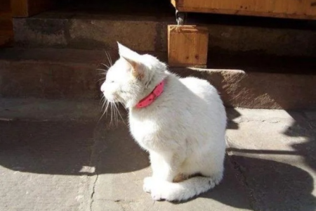 猫咪跑出去后还会自己回家吗？走丢的猫能找到回家的路吗？