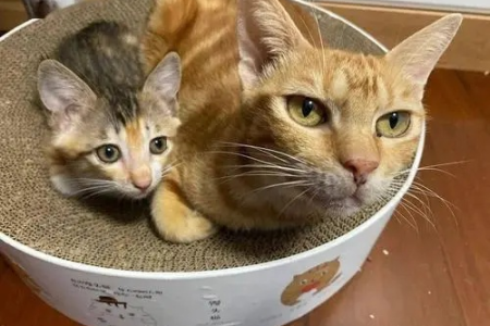 狸花猫与橘猫杂交，后代猫咪颜值如何？