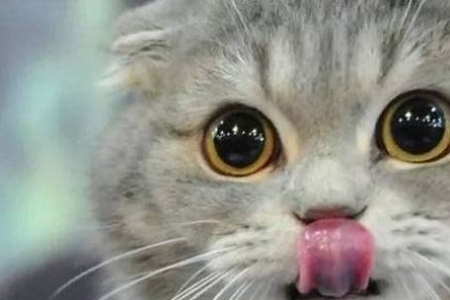 一月大的猫咪相当于人几岁？猫咪年龄与人类年龄对比