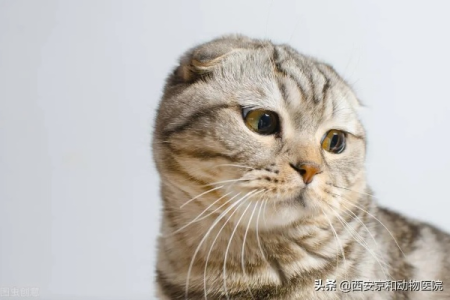 别被萌外表迷惑！养折耳猫的残忍真相及危害