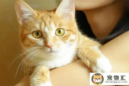 橘猫和土猫有什么区别？详解橘猫的品种和特性