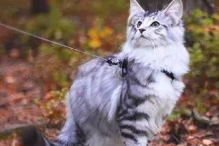 挪威森林猫真的适合你吗？养它需要注意哪些问题？