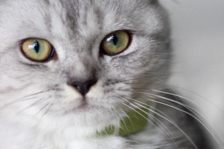 买猫七天没事就安全了吗？猫咪安全期到底有多久？