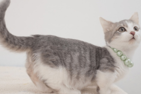 猫咪折尾会遗传吗？如何避免生下折尾小猫？