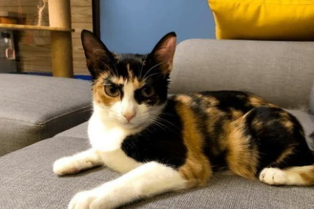 三花猫真的那么难养吗？这几个问题值得你深思！