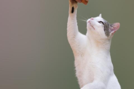 为什么越来越多的人选择领养猫？领养猫咪，省钱又爱心！
