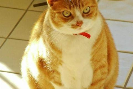 橘猫真的容易胖吗？铲屎官必看：橘猫肥胖的真相与解决方法