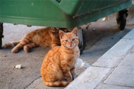 想收养流浪猫？先了解这些才能更好照顾它