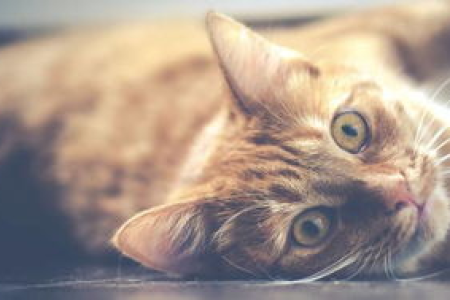 猫咪吃错药会怎样？这些常见药物对猫咪来说是毒药！