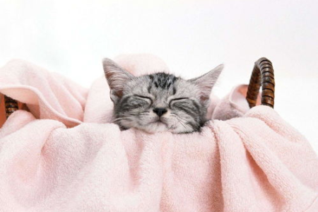 小猫多久走路才稳？猫咪走路稳健的年龄详解