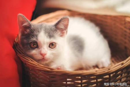 猫咪的寿命一般是多少？影响猫咪寿命长短的几个关键因素