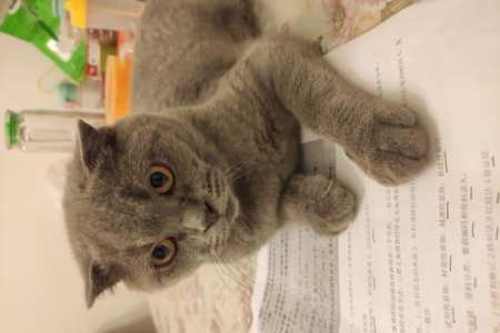 如何区分公猫和母猫？新手也能轻松学会的技巧