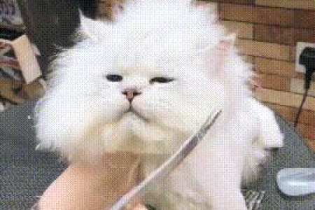 银渐层猫的品种来源是什么？深度解读银渐层猫咪