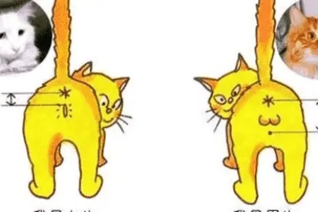 公猫母猫怎么分辨？教你从外观和行为上轻松区分