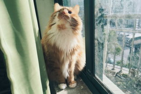 家里捡到一只蓝眼白猫，它是土猫还是品种猫？