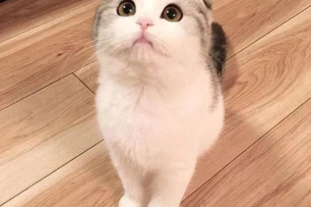 折耳猫一生不发病？事实告诉你：这只是个美好的愿望