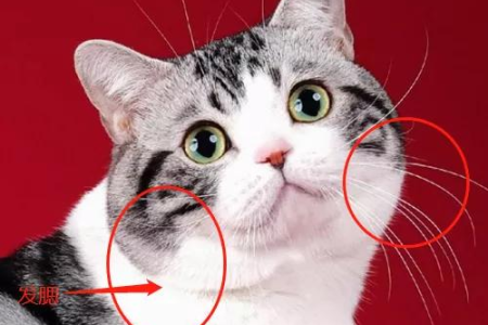 想养美短猫？它容易生病吗？好养活吗？深度解析