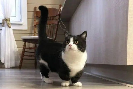 英短猫VS曼基康矮脚猫：外观、性格哪个更适合你？