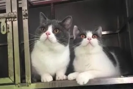 想养蓝白猫？蓝猫配种生出蓝白的秘密