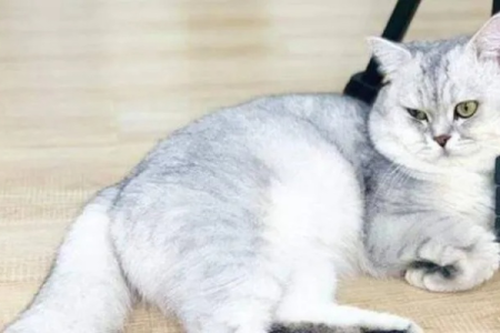 银渐层猫寿命一般多少年？详解影响寿命的因素