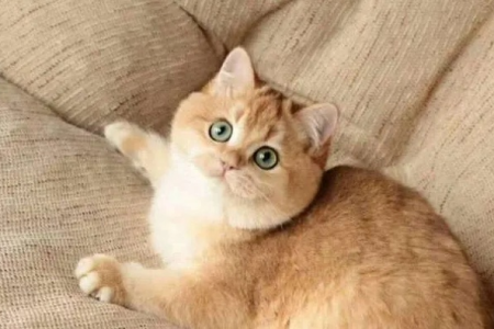 想养猫却分不清金渐层和橘猫？这篇教你如何区分！