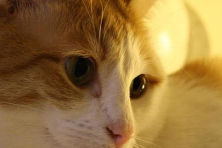 一只猫舔另一只猫的毛，是友谊还是地位象征？
