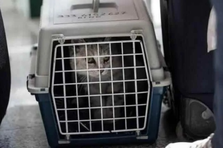 猫咪乘飞机托运流程及注意事项，一次搞懂