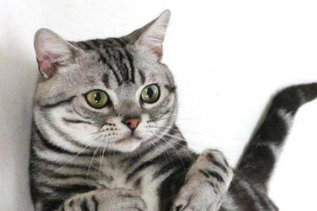 想养美短虎斑猫？先了解它的性格特点！