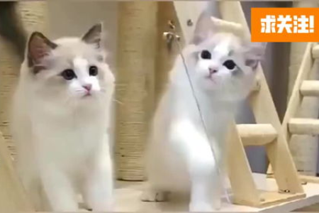 美短和布偶生的猫咪是什么品种？串串猫特征详解