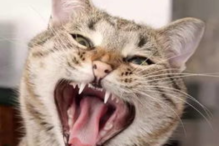 小猫咪换牙换几颗？乳牙恒齿数量及换牙顺序
