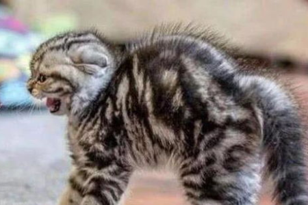 逗猫棒的声音类型及猫咪反应，你家猫喜欢哪种？