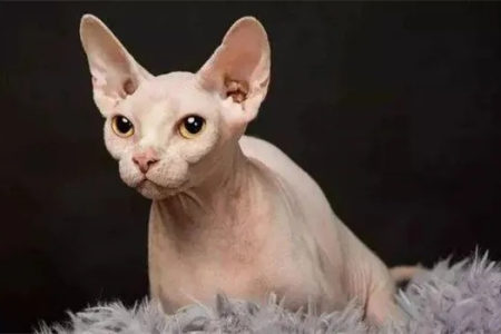 想养斯芬克斯猫？先了解它的寿命和特性！