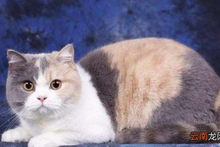 如何判断英短三花猫是否漂亮？标准详解及鉴别技巧