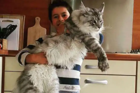 缅因猫长个子的时间表，从幼猫到成猫的体型变化