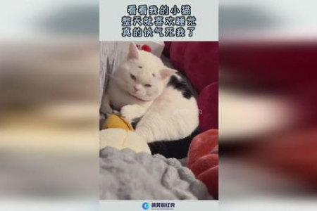 小猫睡着觉喘息特别快，是生病了吗？