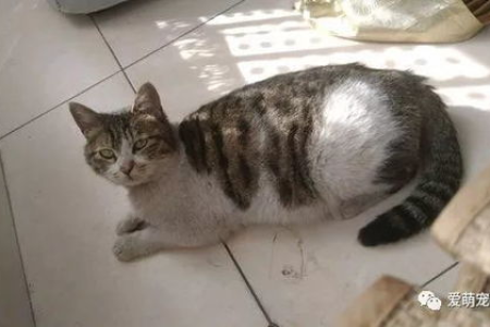 新接的小猫需要当天体检吗？别急，先看看这些建议！
