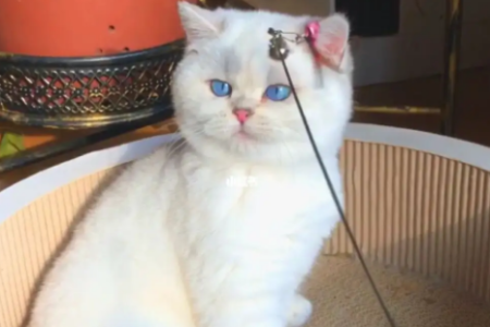 银点猫眼睛变色过程详解：从蓝到黄绿，多久能定型？